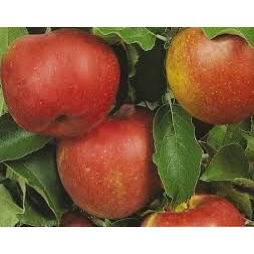 Confezione mele invernali dallago 5 Kg.