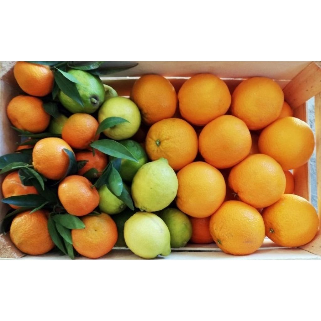 Mixed citrus fruit box - 10 Kg