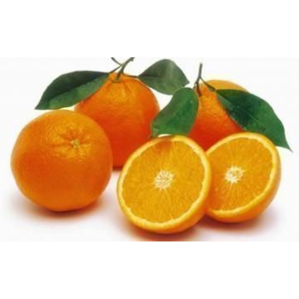 Navel oranges / Novelino