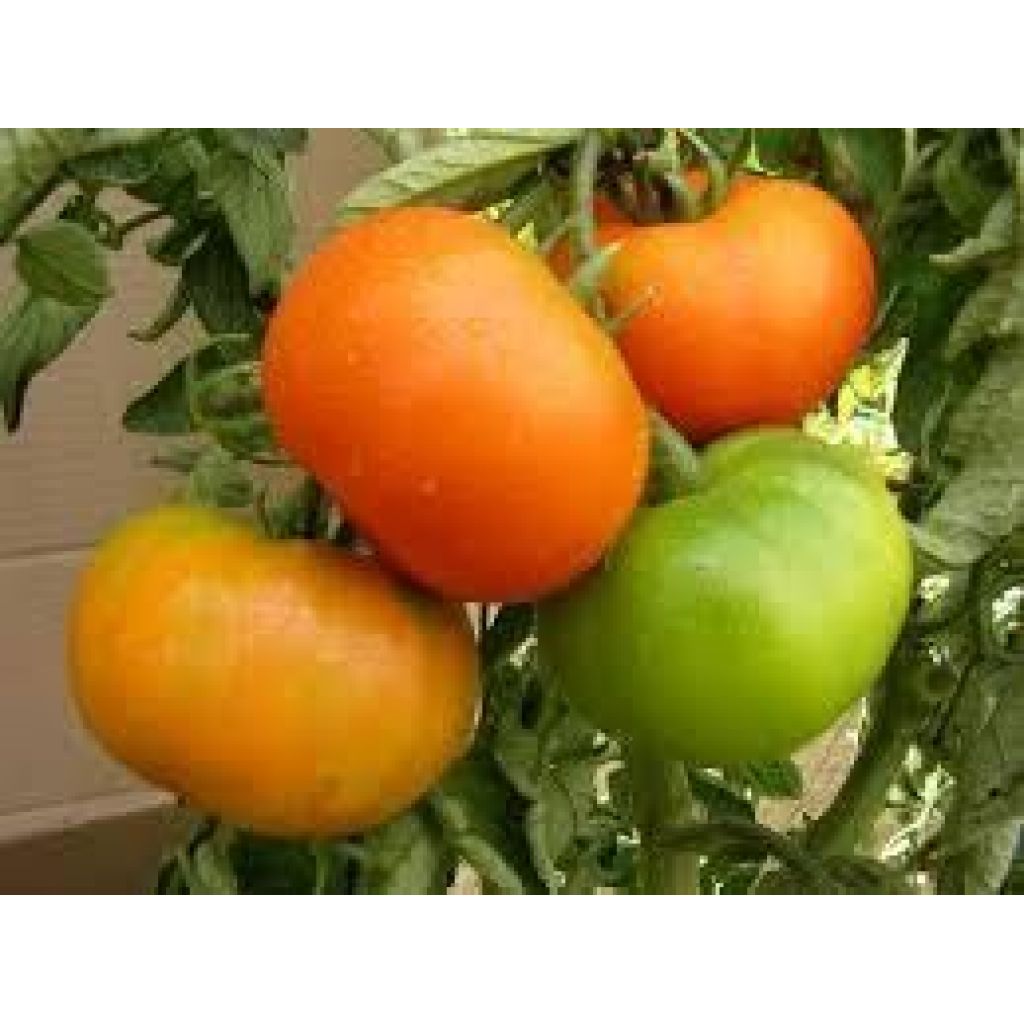 Smooth round tomatoes