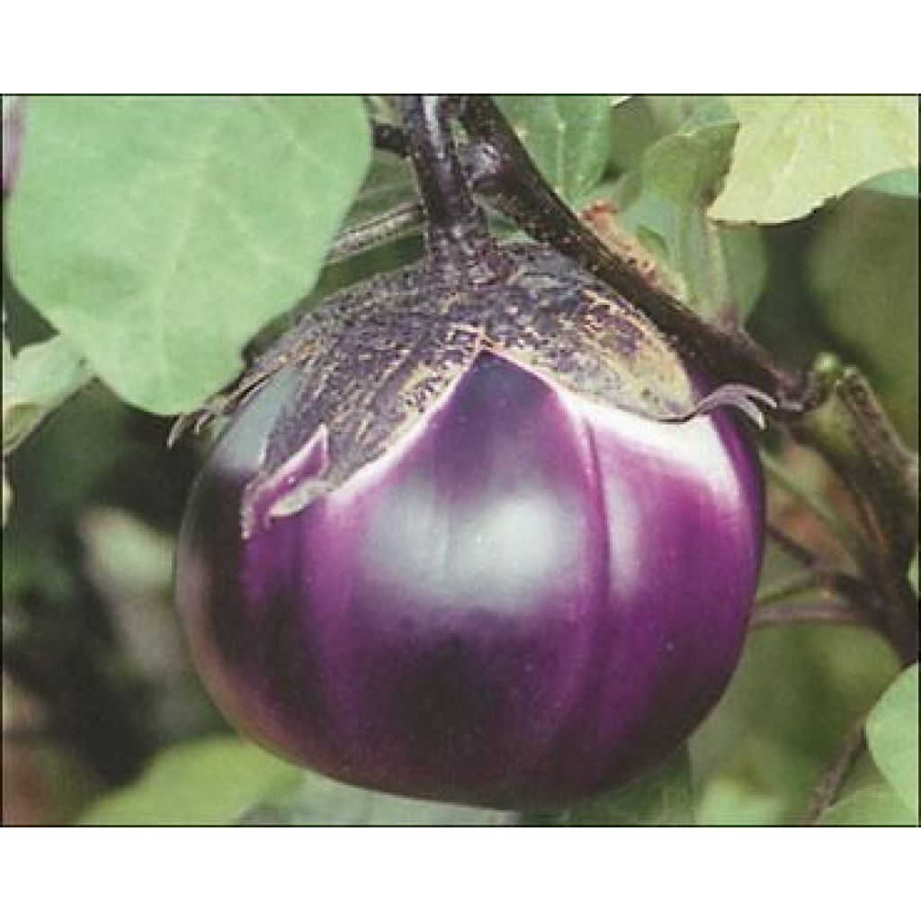 Eggplant Lucca gas