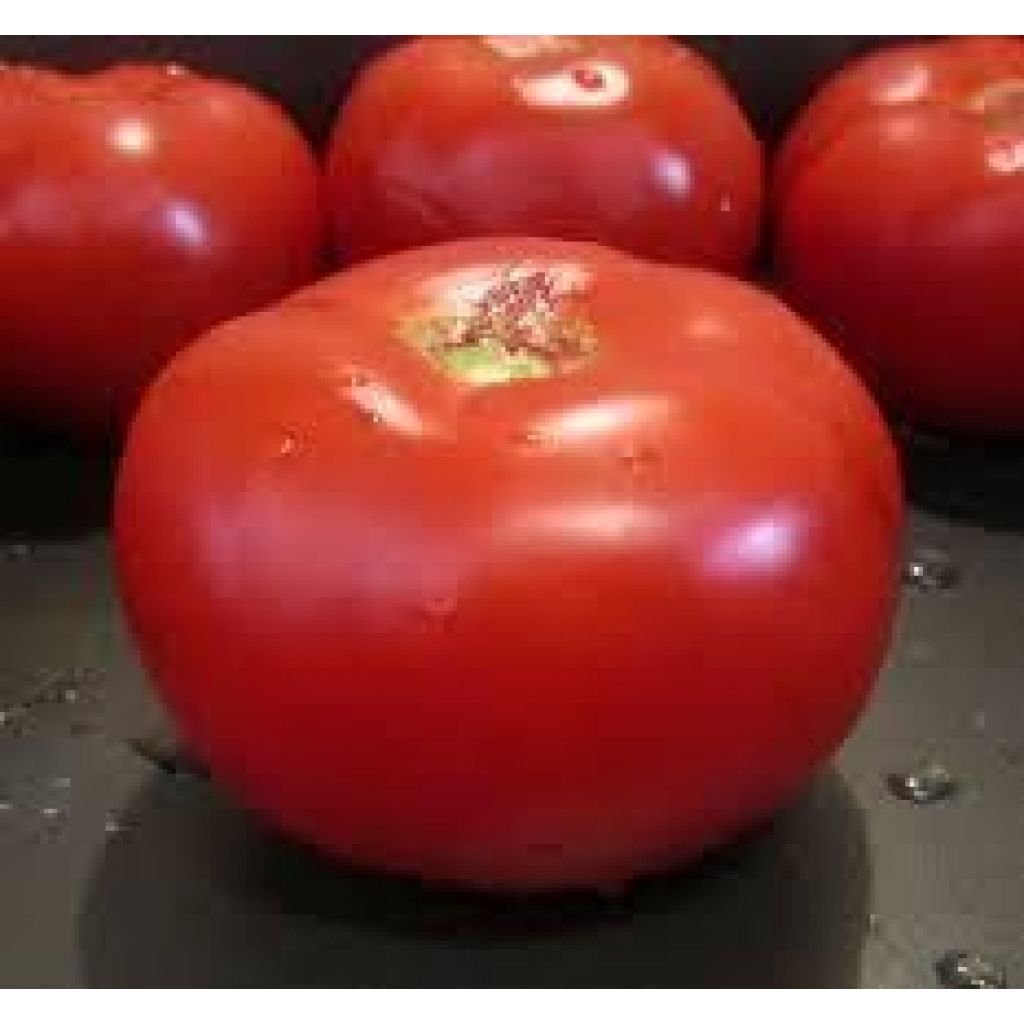 Pomodori misti maturi da passata 5 chili