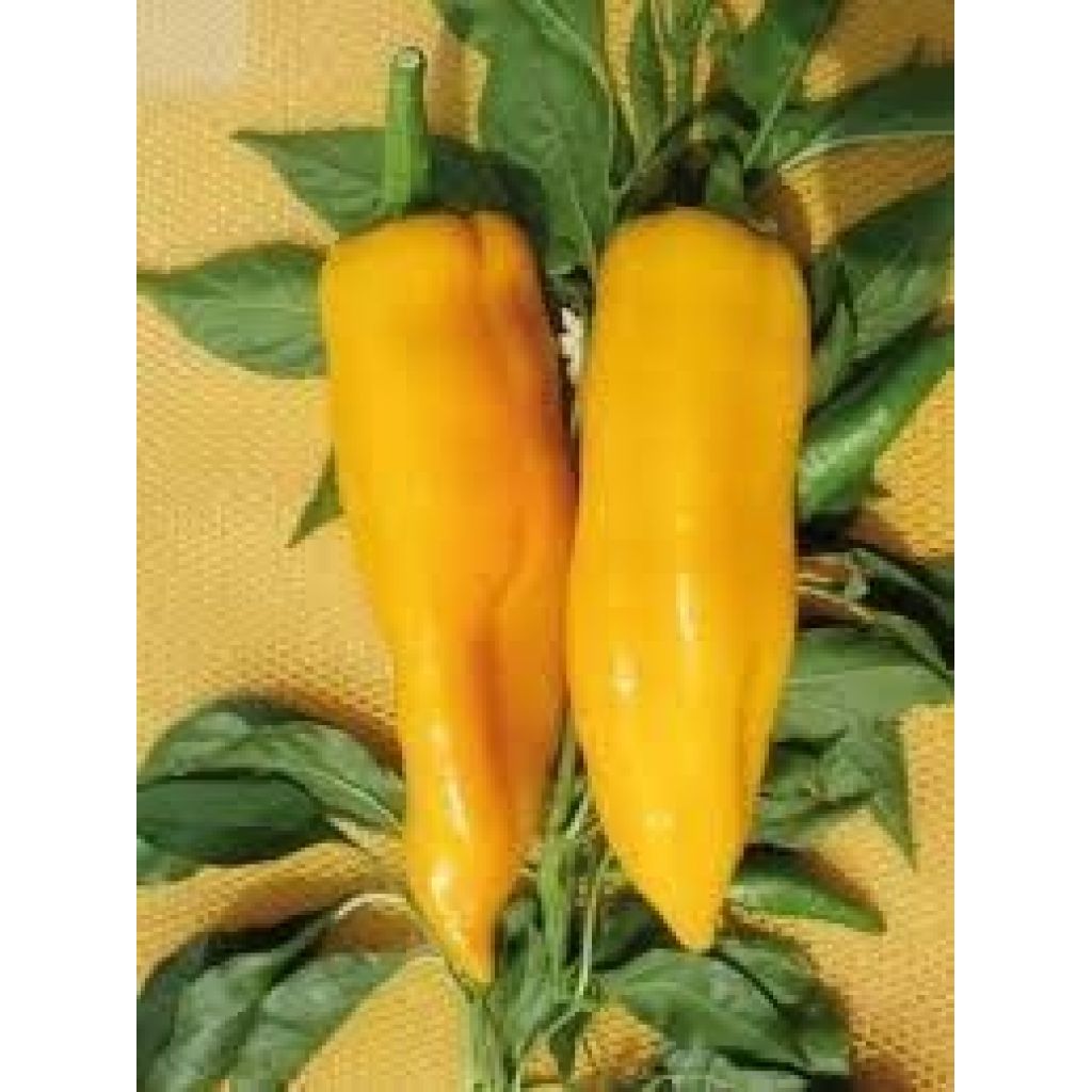 LONG YELLOW PEPPERS (sweet)