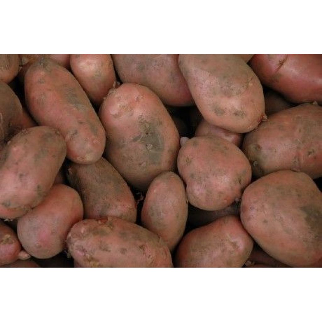 RED POTATOES
