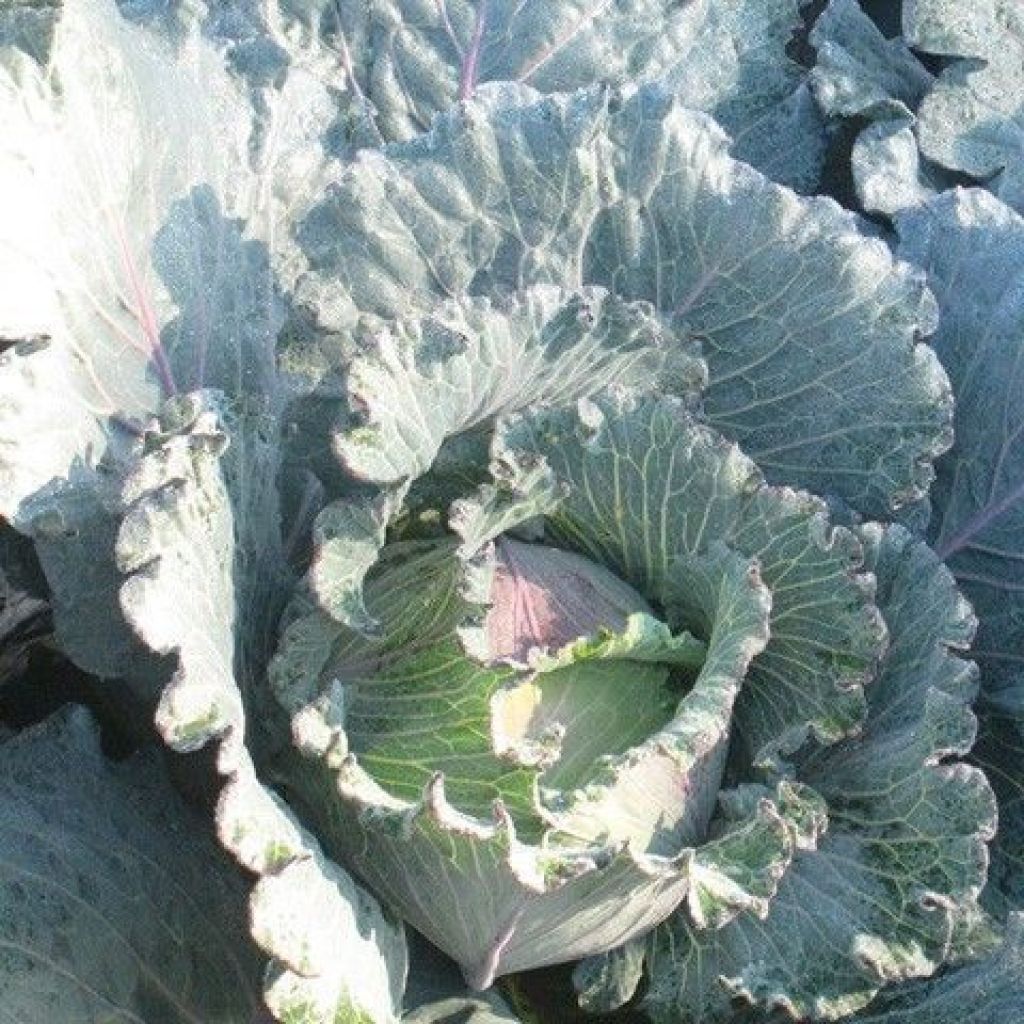 RED CABBAGE