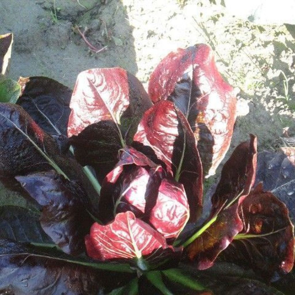 RED CHICORY LONG