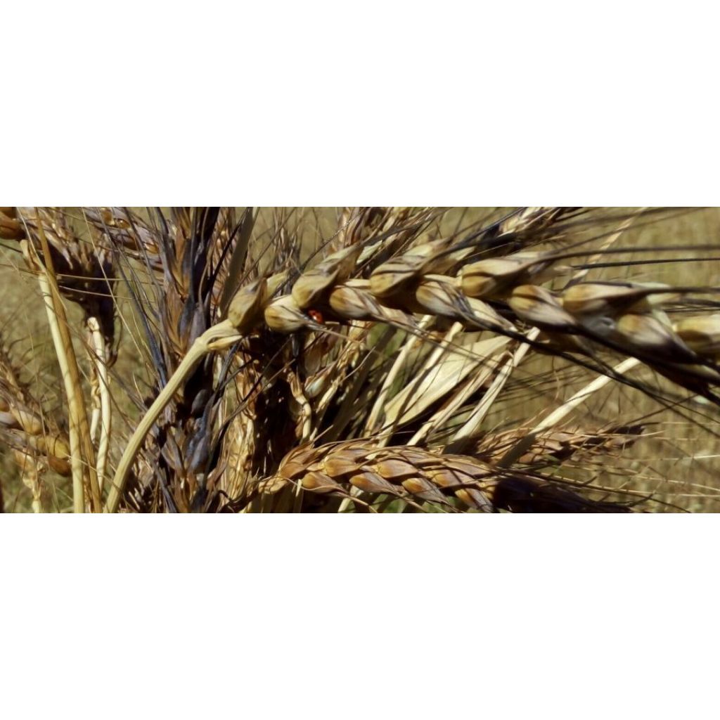 Paccheri 500g da grano duro varietà antica S.P. Turanicum