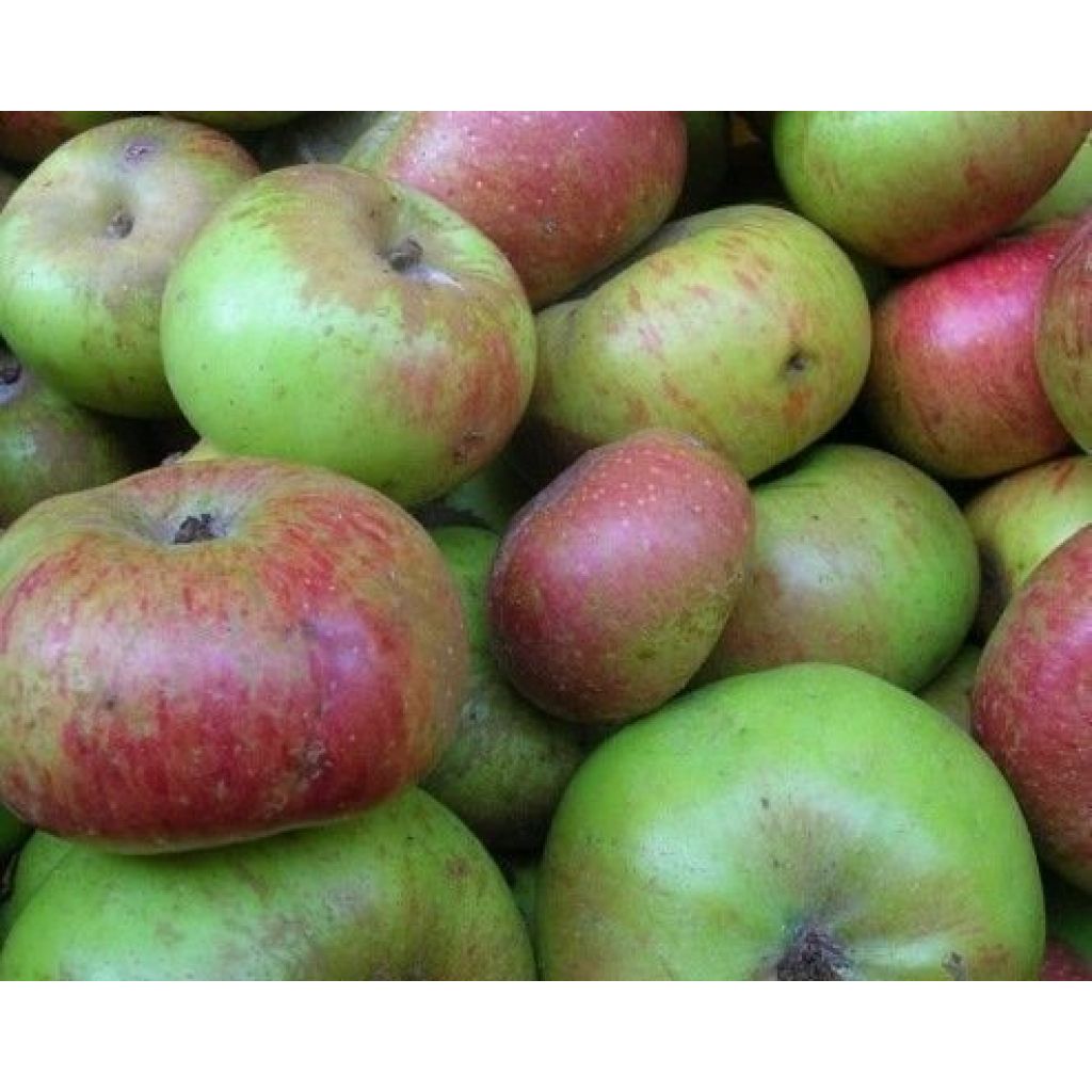 Apples Casters 5 Kg