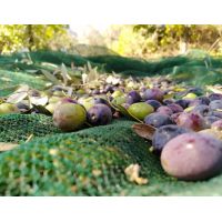 olivemonocultivarcoratina