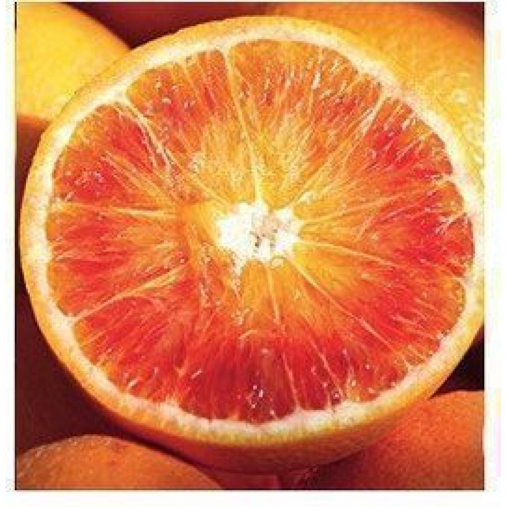 Blood Orange Juice by Natural 49.5Kg