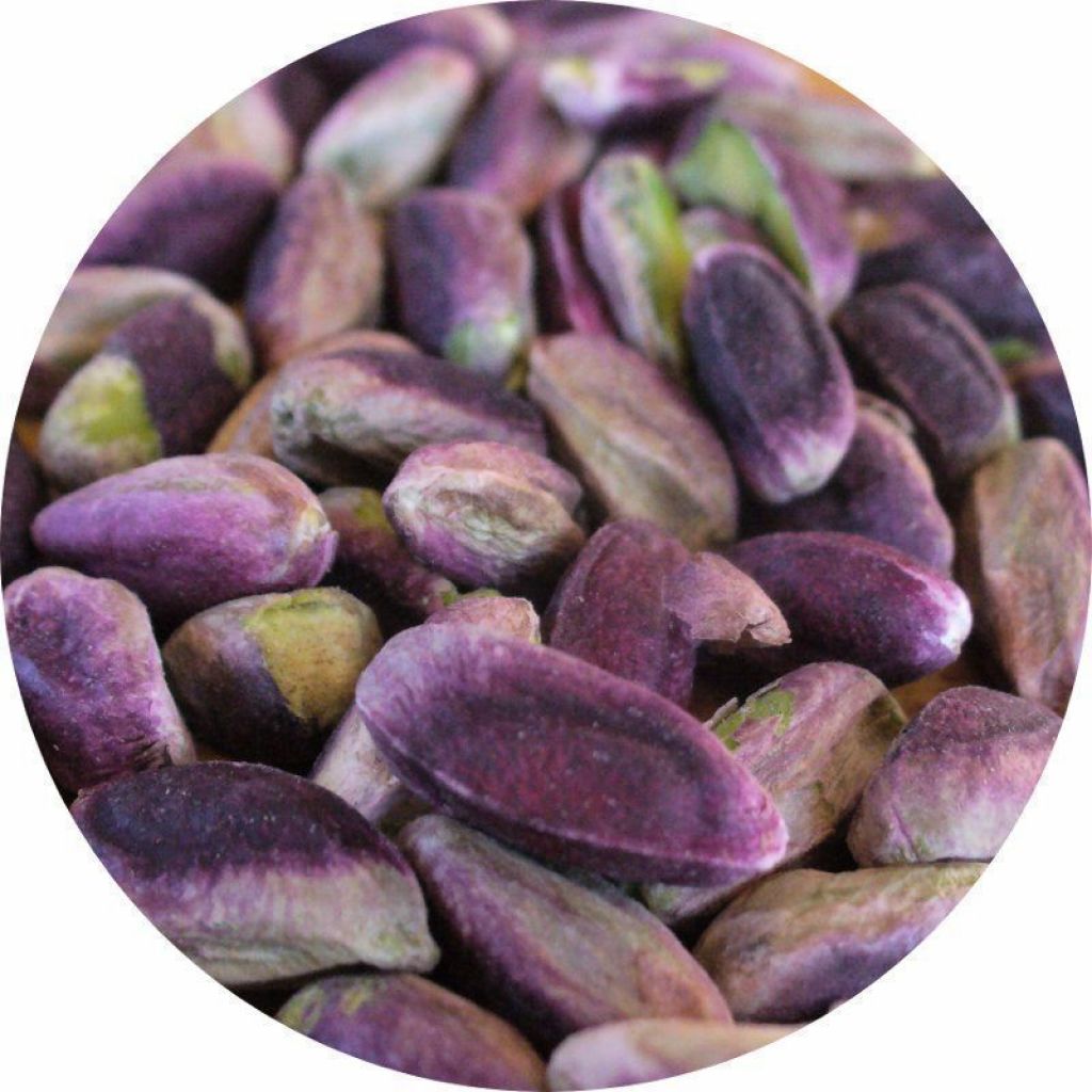 Shelled organic pistachios 100g