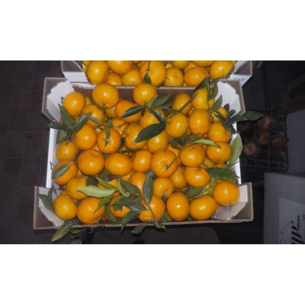 Mandarini tardivi marzolini - 7 Kg