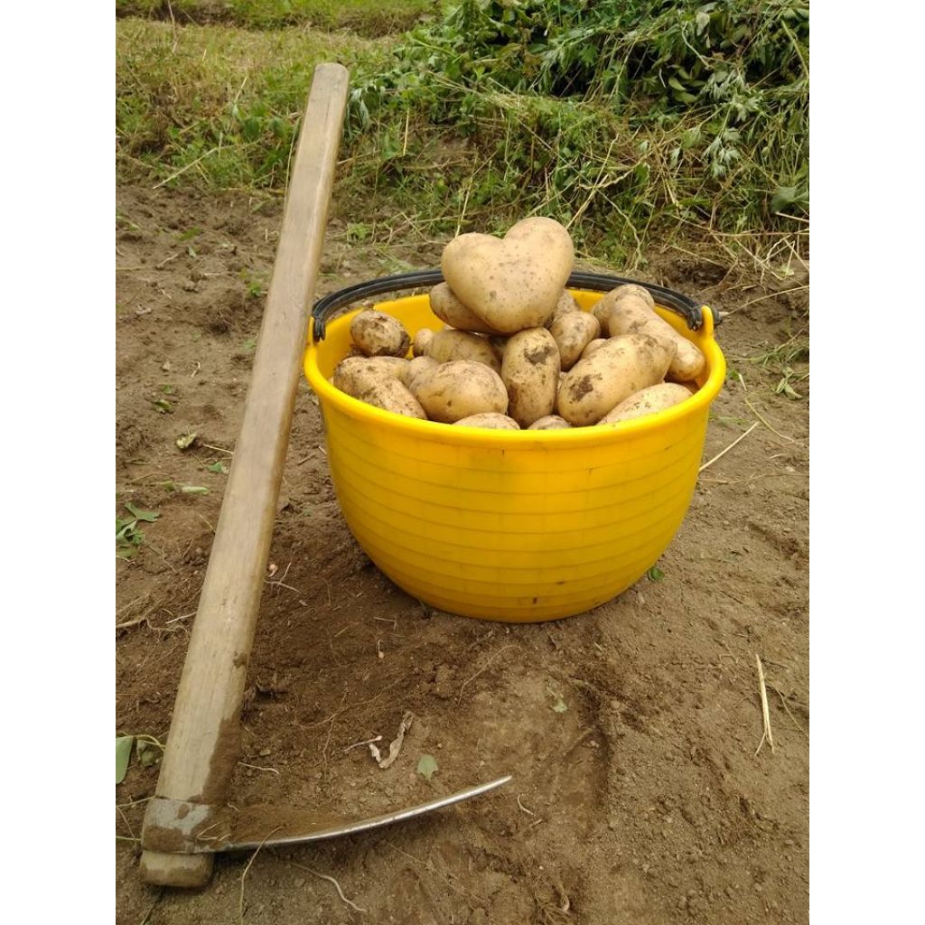 Patata gialla coltivata a mano in Alta Versilia - Sacchetto 5Kg