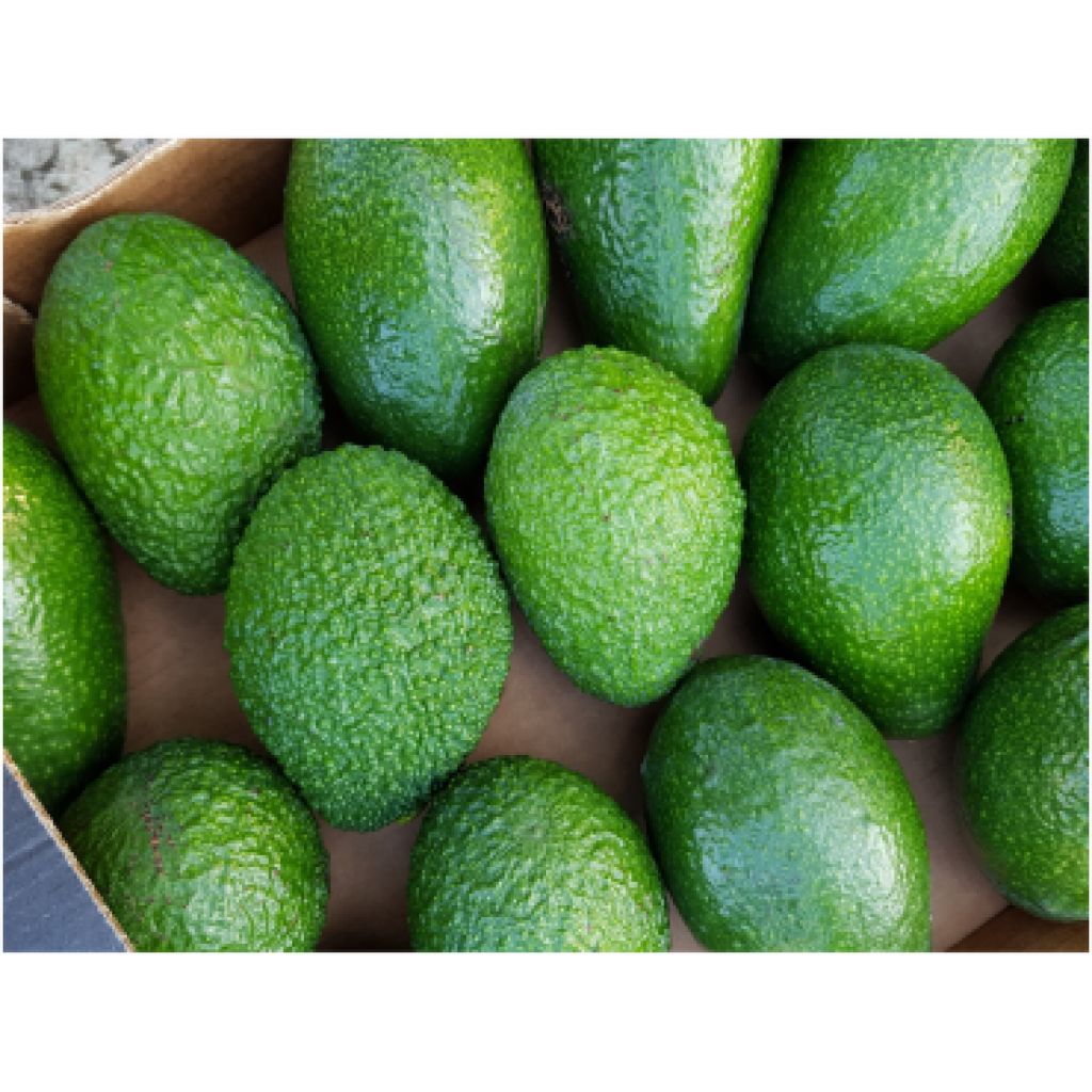 Box of Avocado Hass of 4 Kg Bio