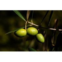 olives1955275