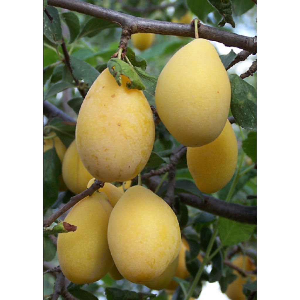 500 g di susine coscia di monaca