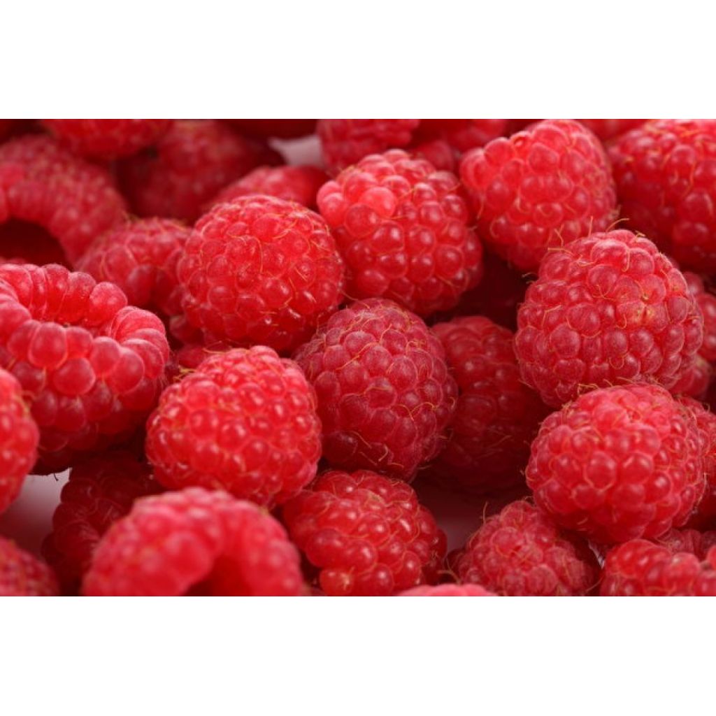 Vasche 125 g. lampone