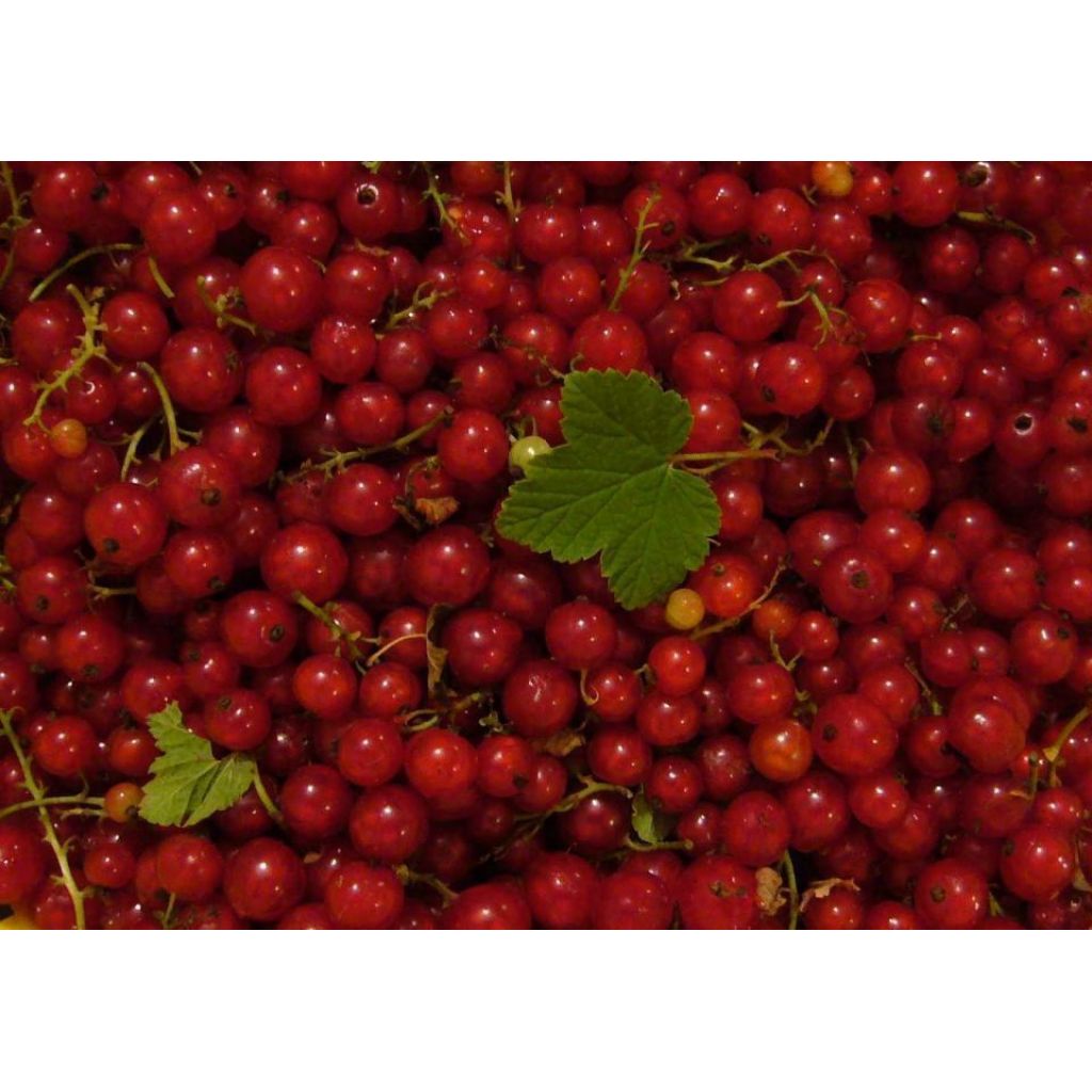 Vasca 125 g ribes rosso