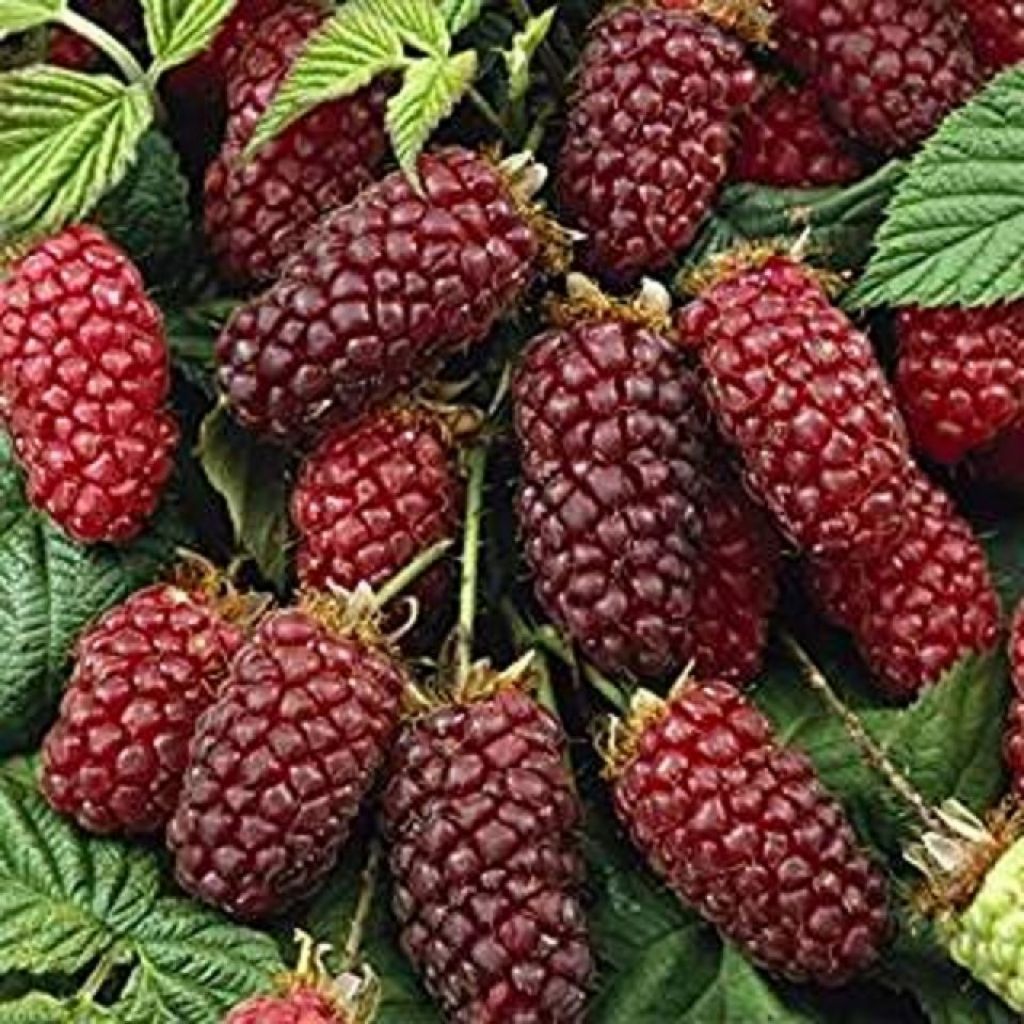 Vasca da 0.125 gr. more lampone