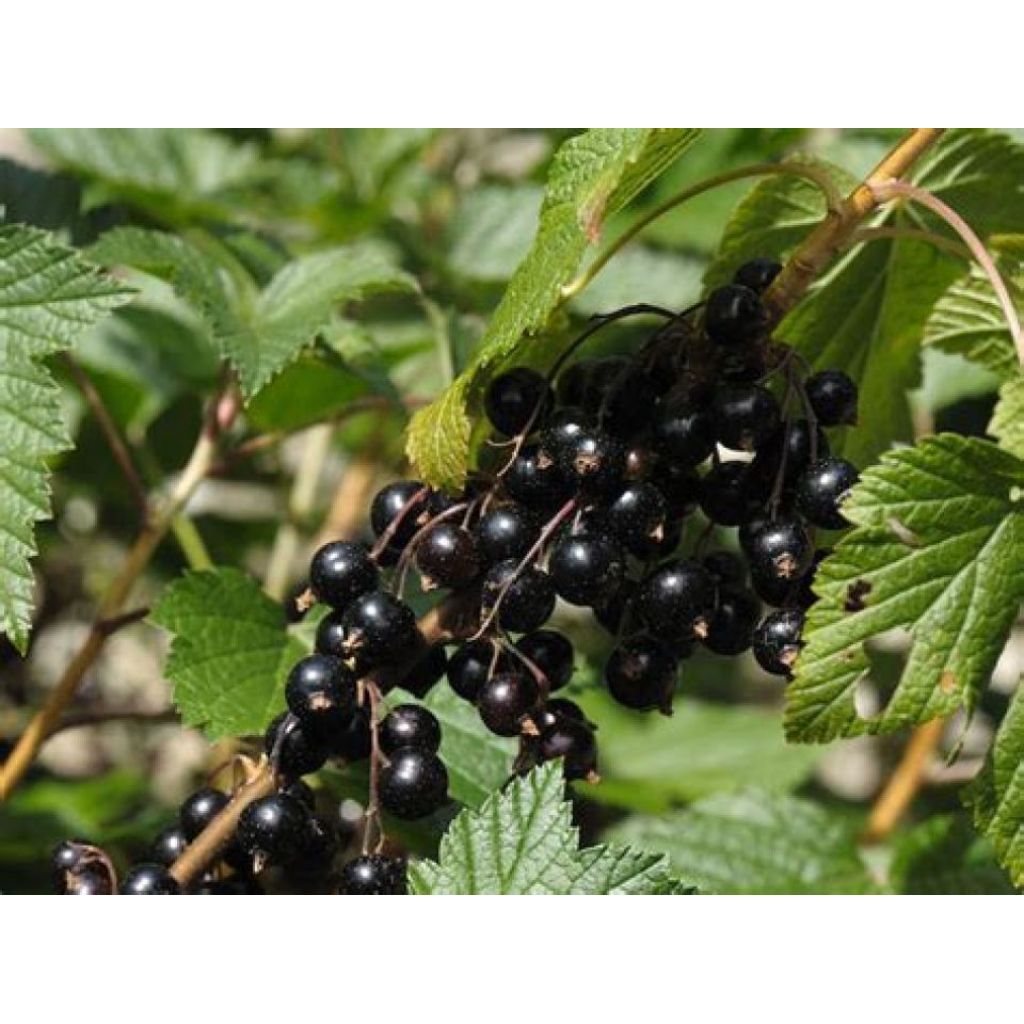 Vasca 125 g ribesnero