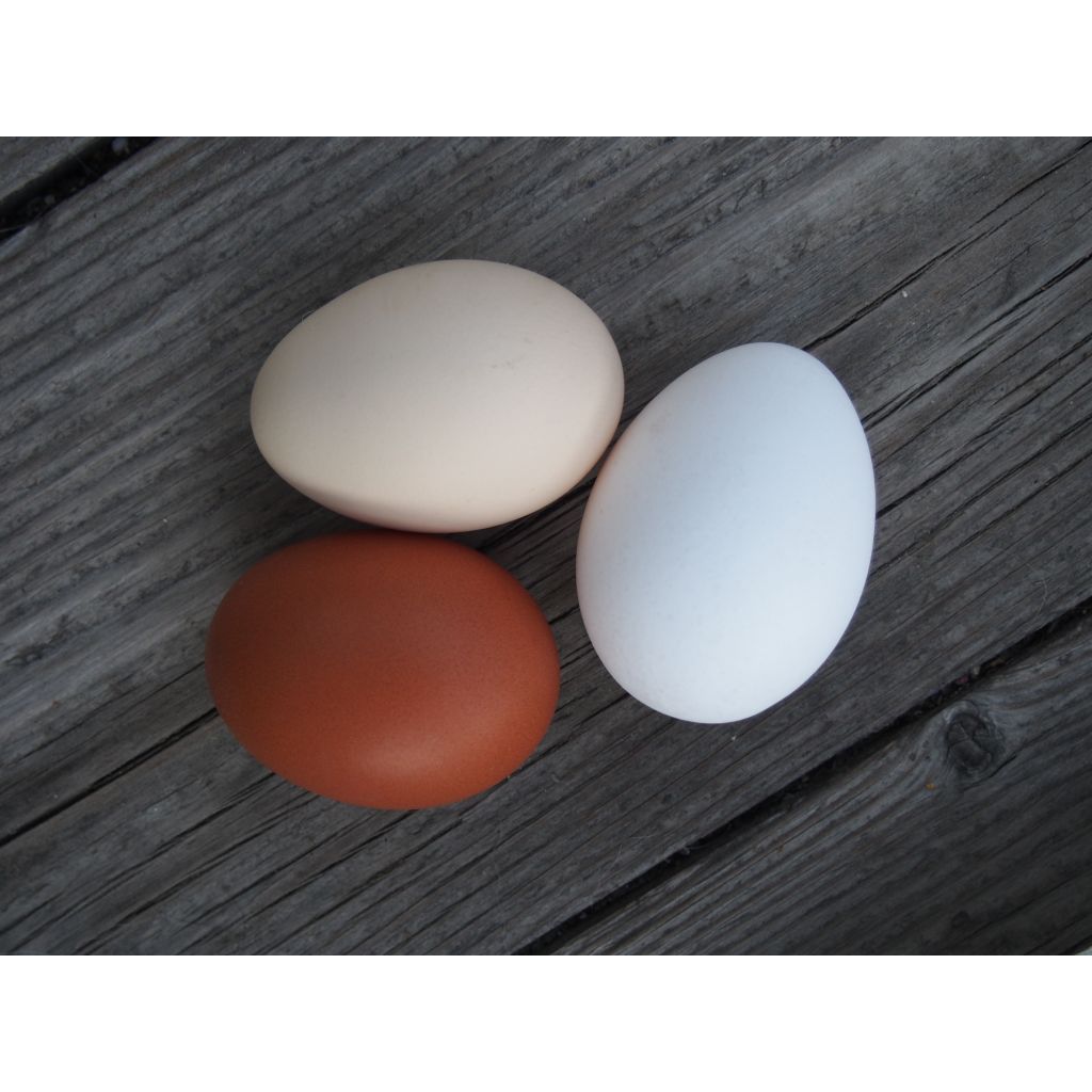 Uova fresche di galline