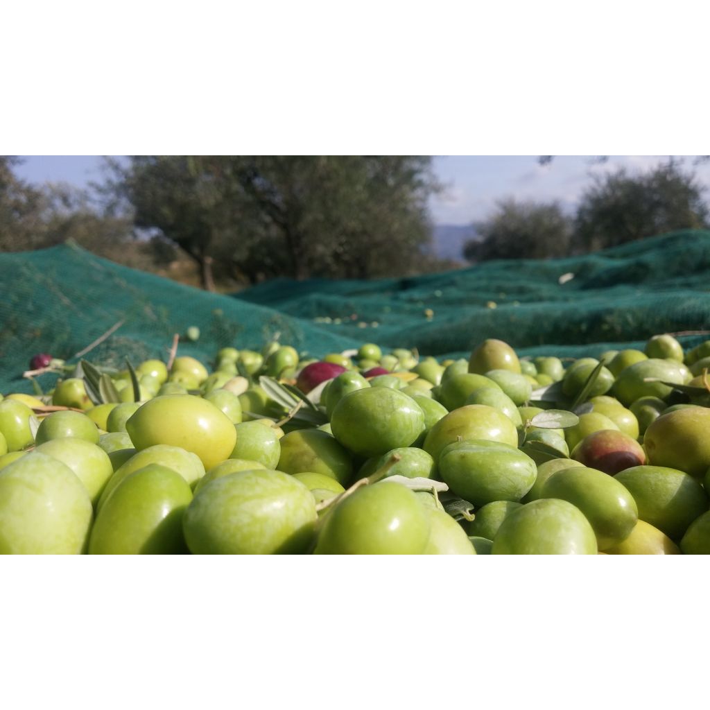 Olio extravergine di oliva in tanichette da 5 l