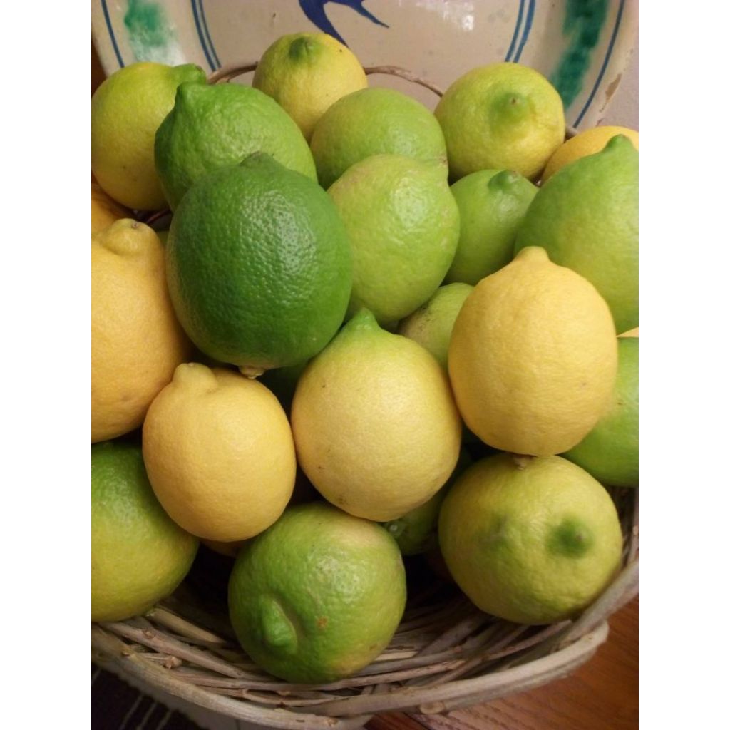 Limoni naturali Kg 9