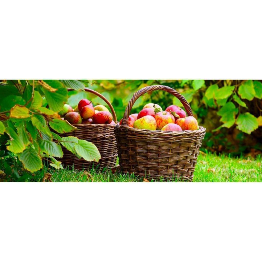 Busta di mele miste di montagna BIO