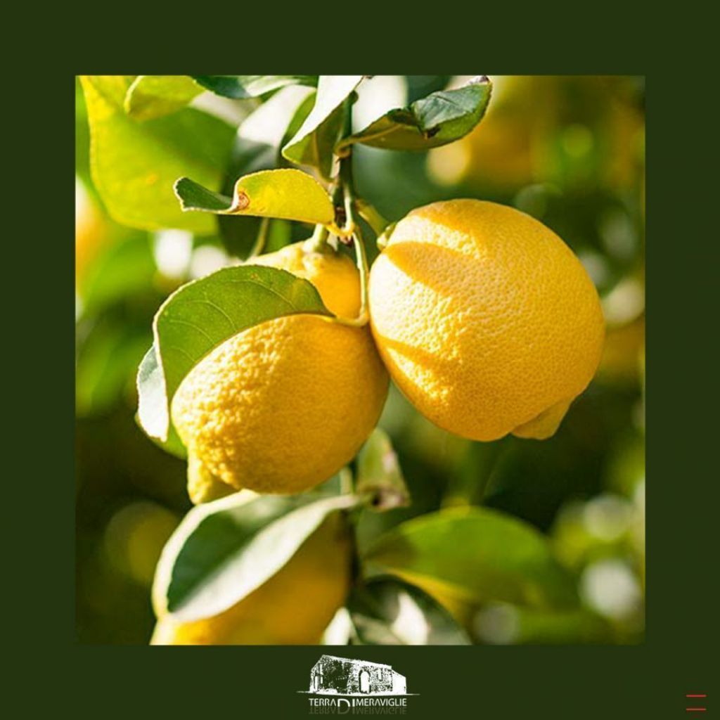 Limoni - Confezione 5 Kg