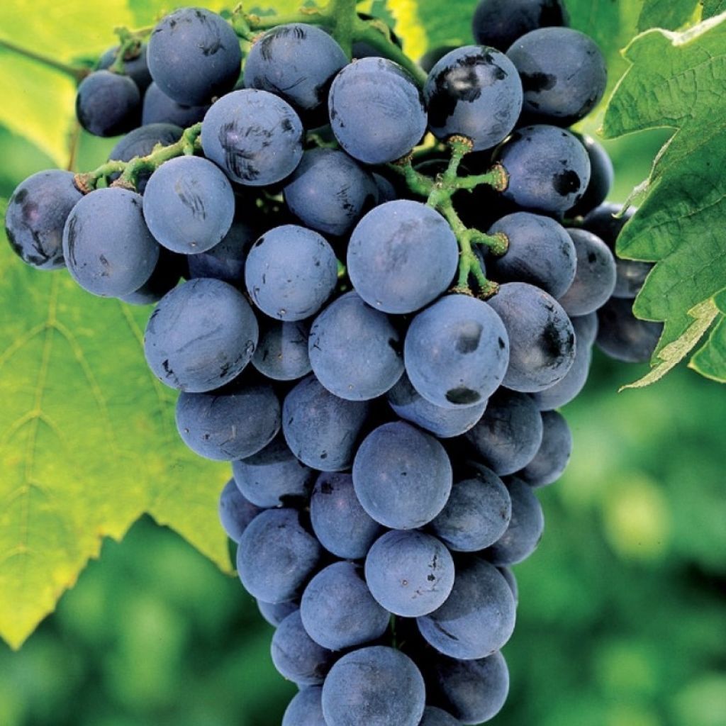 10 Kg di uva varieta' Leopoldo