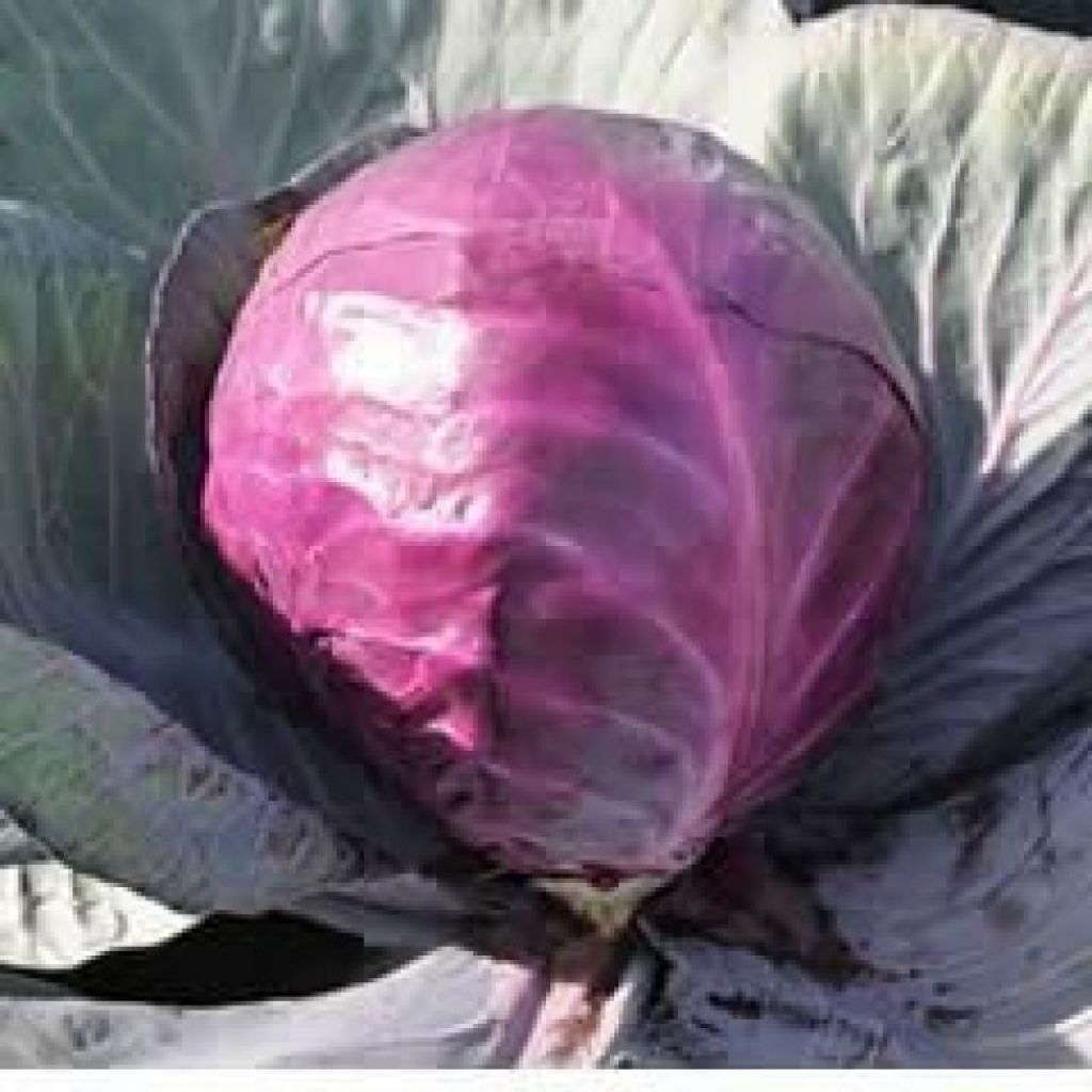 Cavolo Cappuccio Rosso piccoli