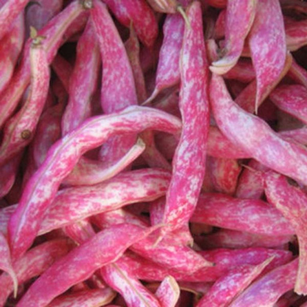 Fresh Cranberry Beans, 5Kg