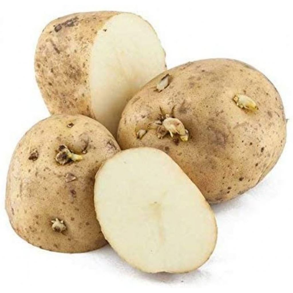 Potato dough 5 Kg White