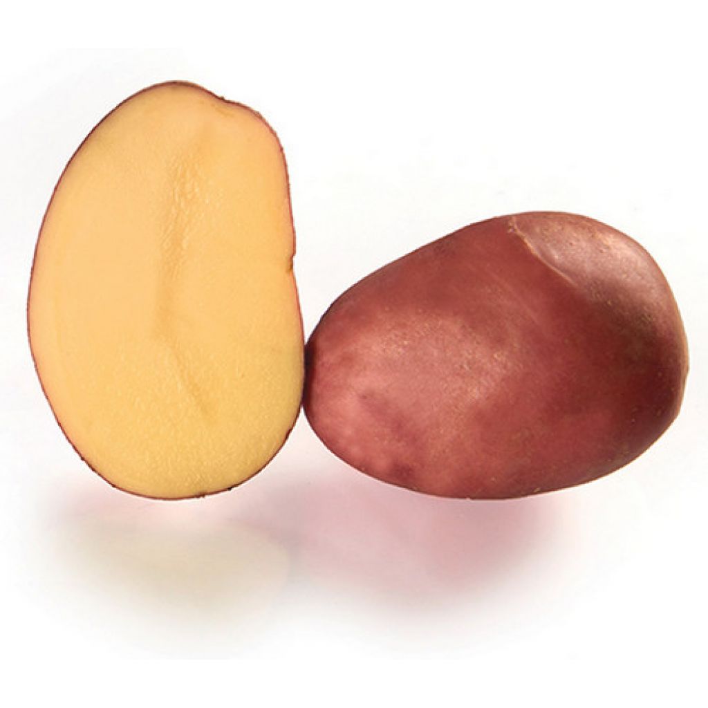 Red potatoes, 5 Kg