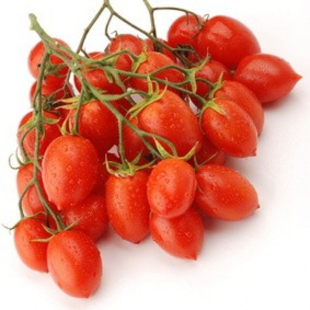 Datterini tomatoes