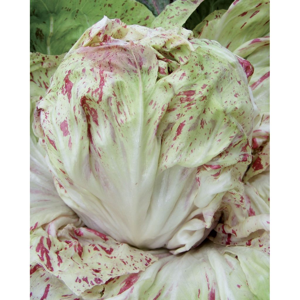 Radicchio Variegato