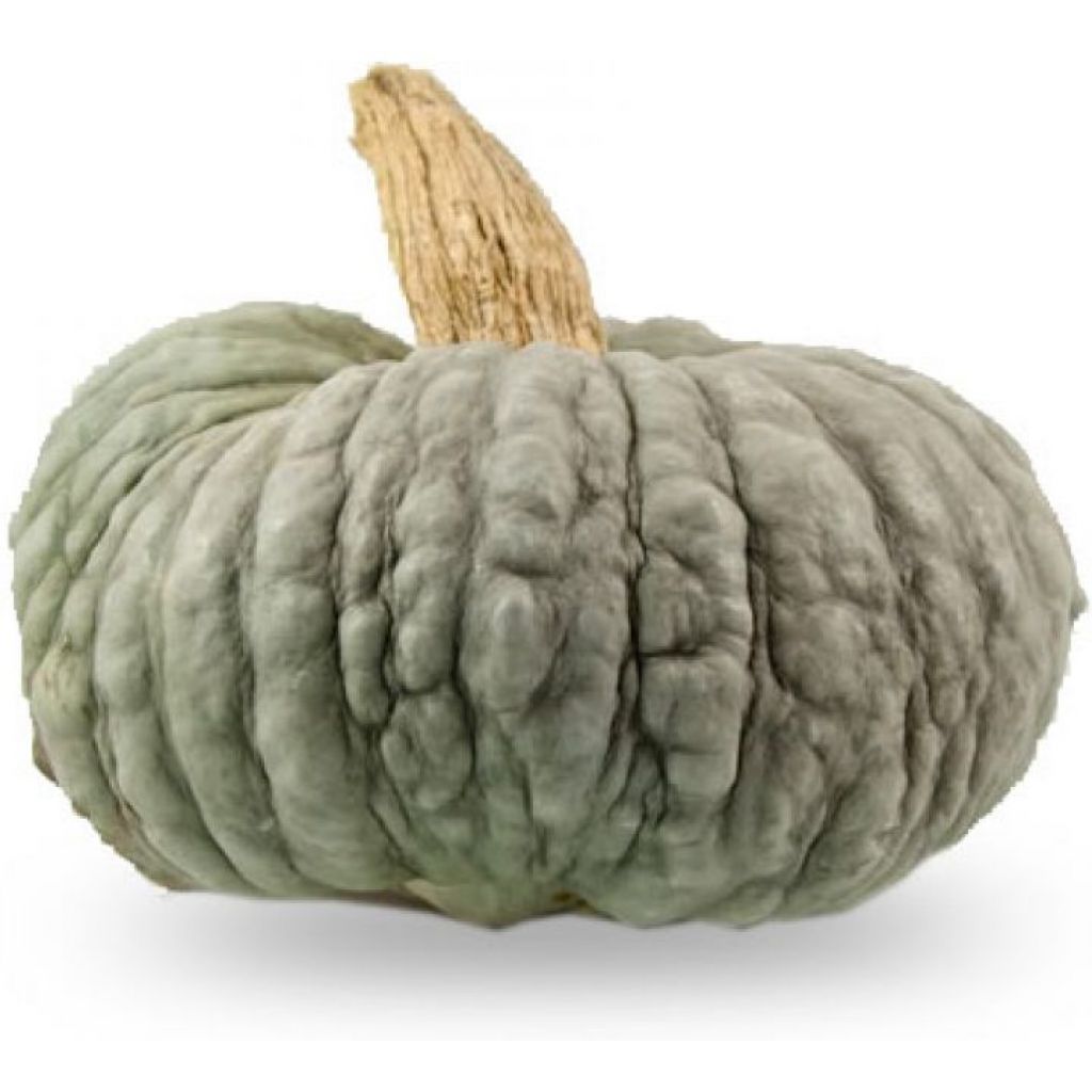 Zucca delica