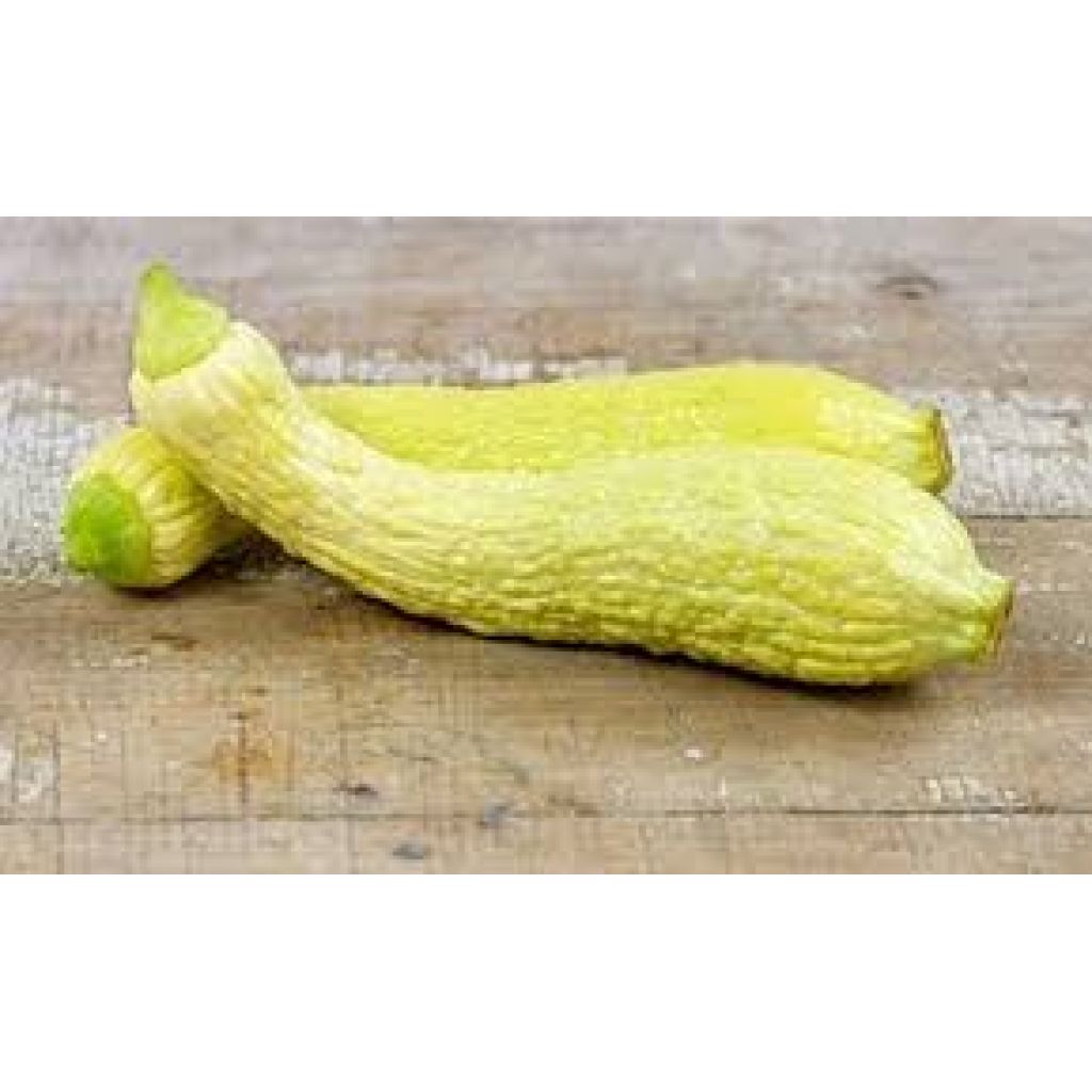 Zucchine gialle friulane