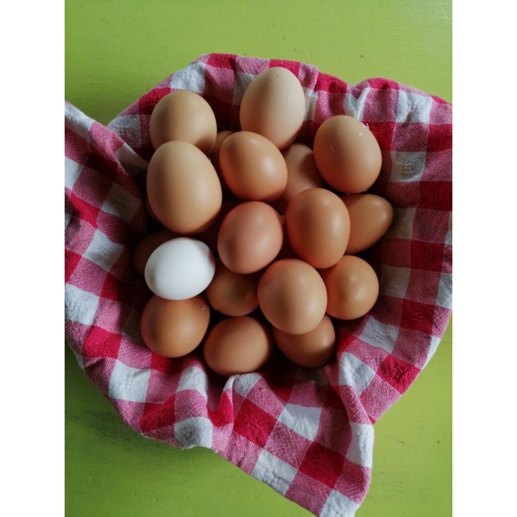 uova fresche da galline allevate all'aperto