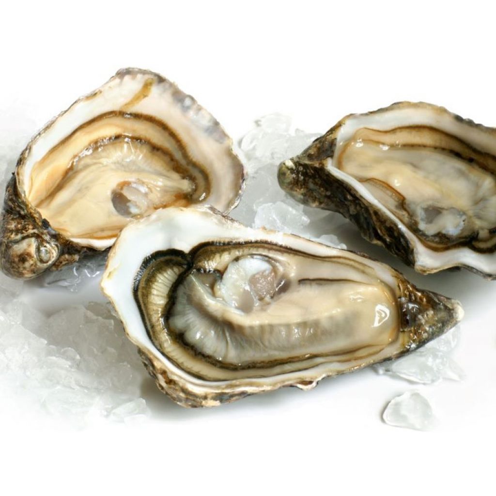 FRENCH CANOVA OYSTER KG 1