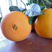 arancia navel