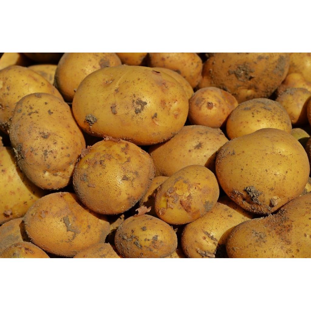 Patate gialle novelle
