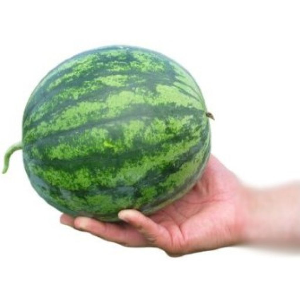 Cocomero senza semi INTERO (circa 6/7 kg)