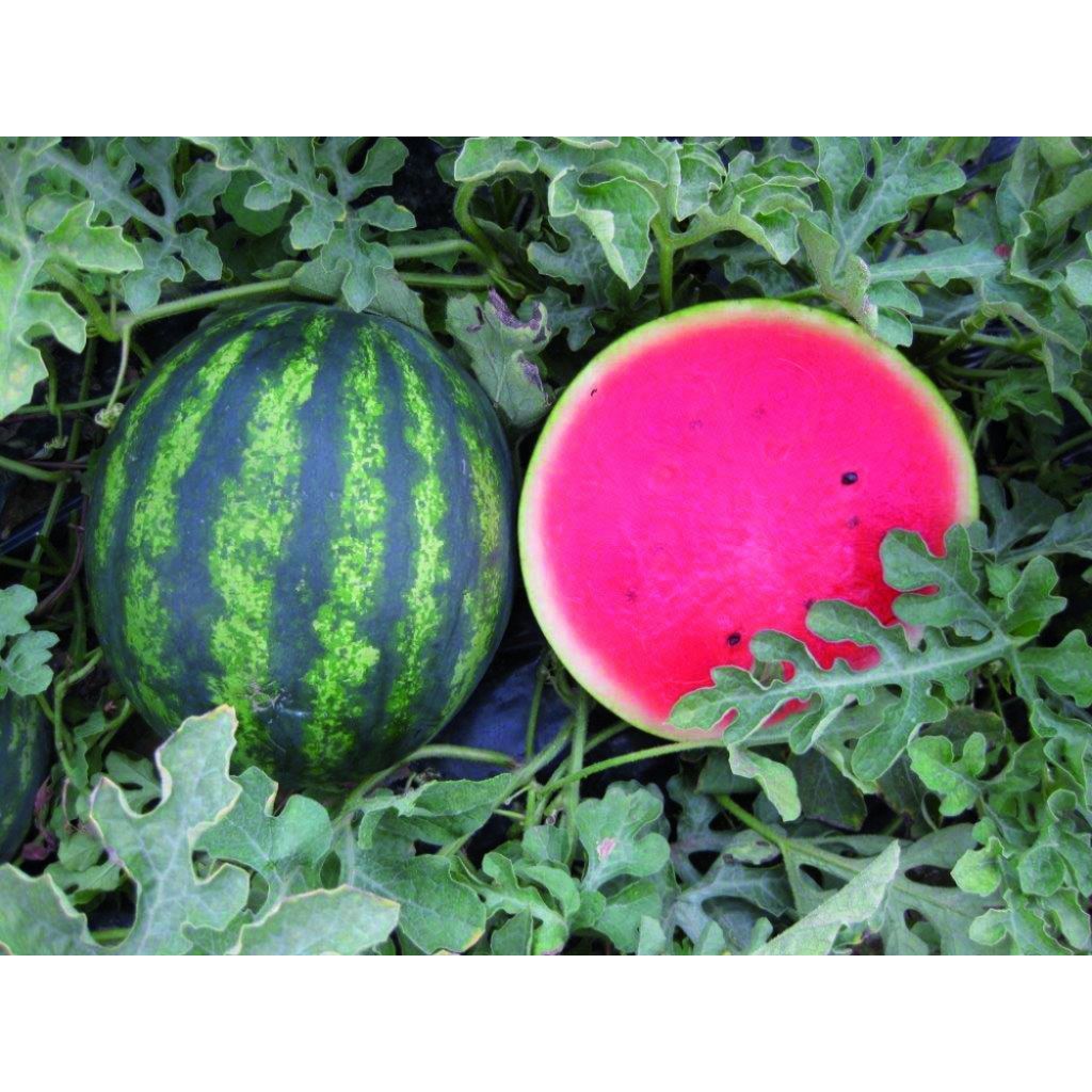 Cocomero senza semi QUARTO (circa 1/2 kg)