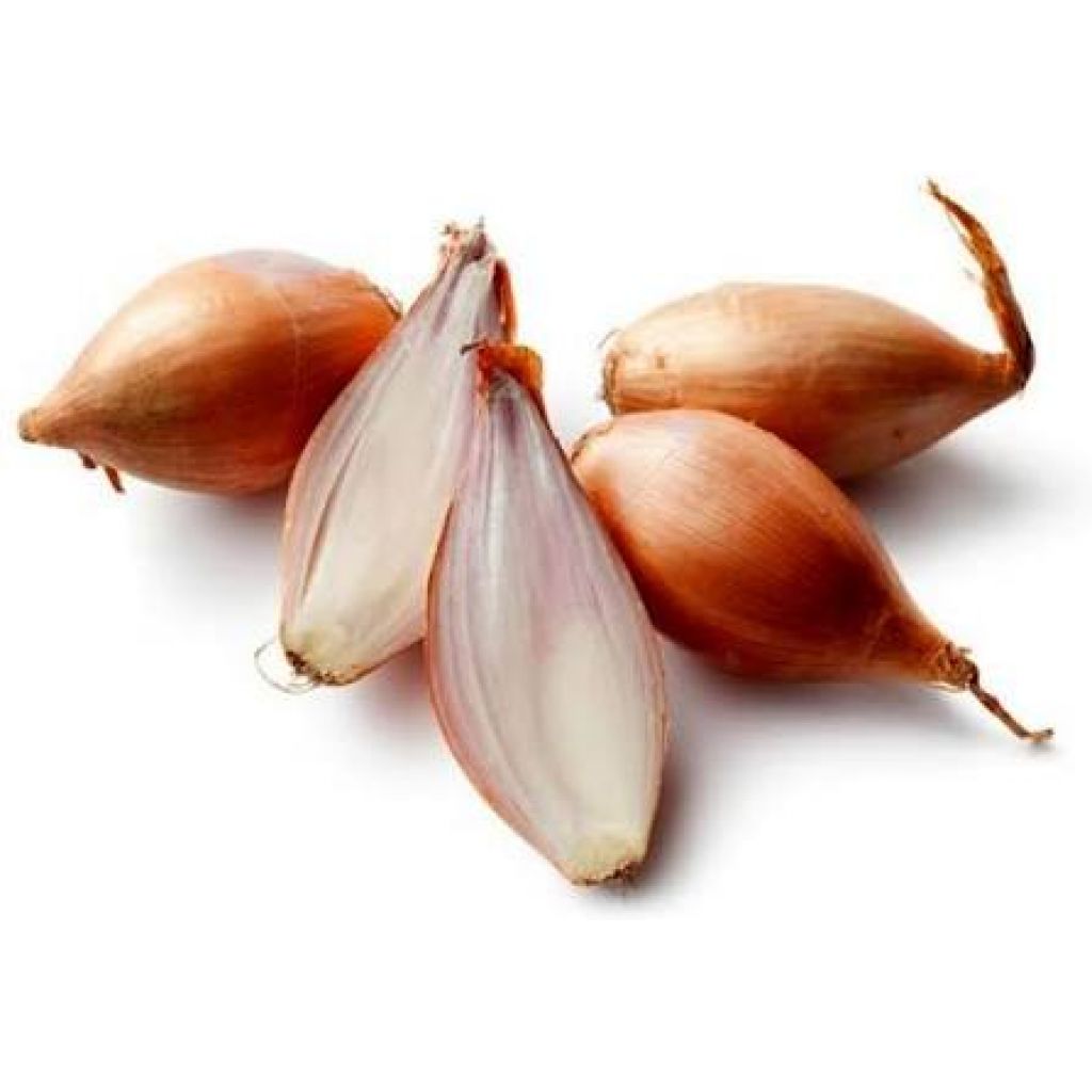 Scalogno