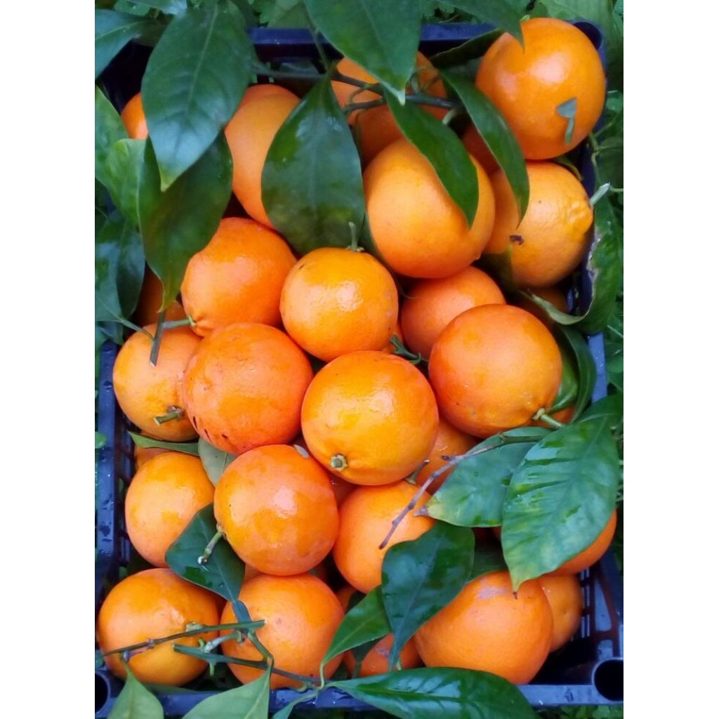 Sicilian big size blood orange (Tarocco) - Bulk