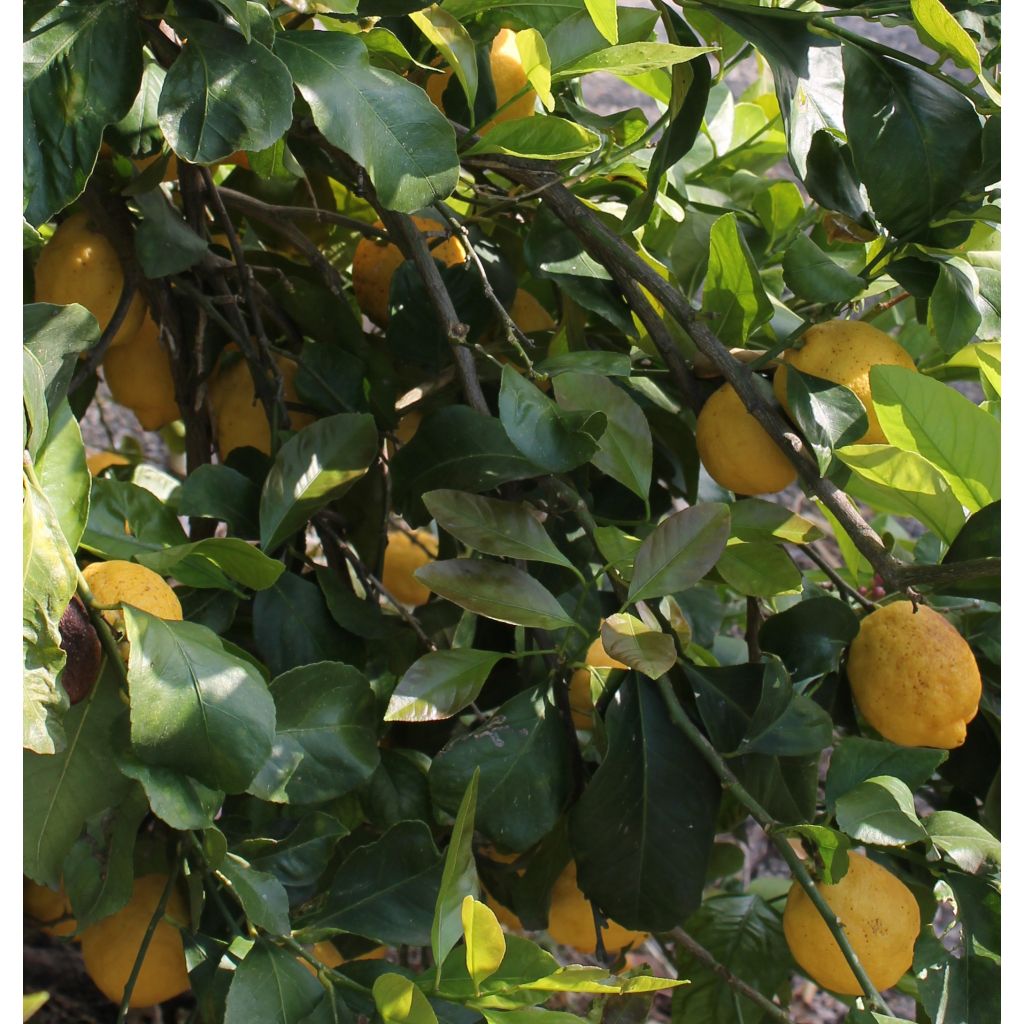 Limoni di Sicilia - Bulk