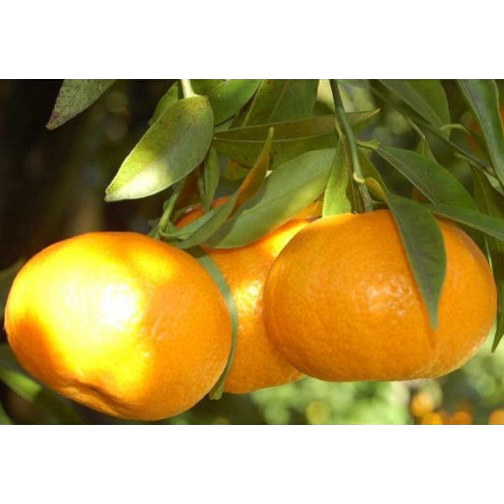 Sicilian tangerine - Box 8 Kg