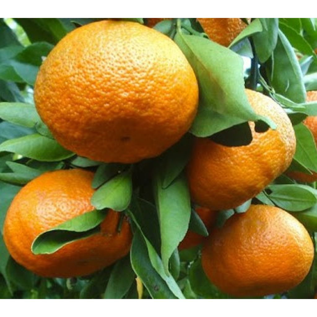 Clementine nova siciliane - Sfuso