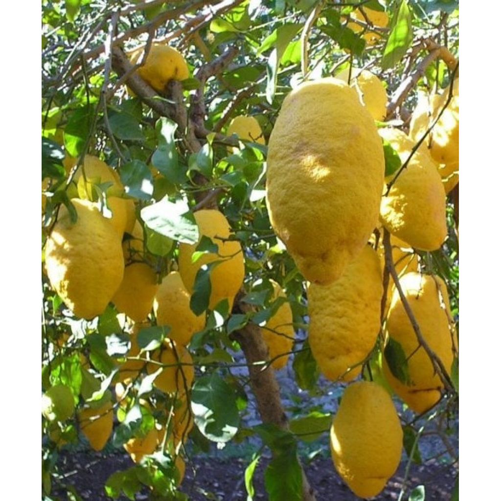 Sicilian citron - Bulk